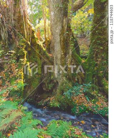 但馬高原植物園の「かつらの千年水」/平成の名水百選/極めて純度の高い軟水/氷ノ山後山那岐山国定公園 118744603