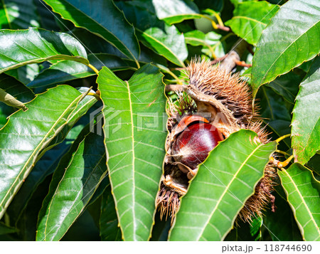 秋の味覚　たわわに実った美味しそうな栗 118744690