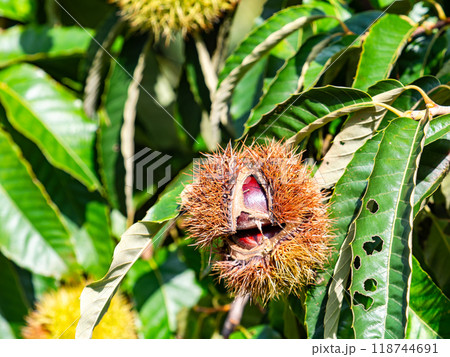 秋の味覚　たわわに実った美味しそうな栗 118744691