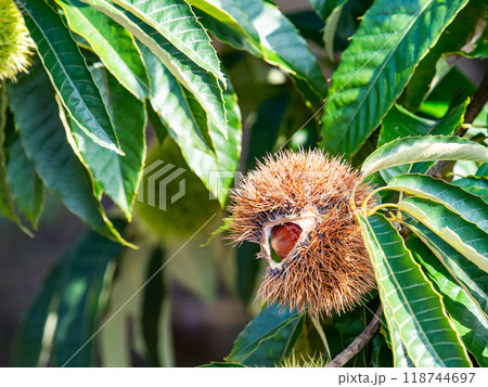 秋の味覚 たわわに実った美味しそうな栗 秋の味覚 たわわに実った美味しそうな栗 118744697