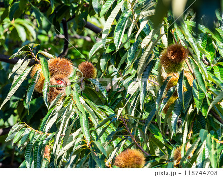 秋の味覚　たわわに実った美味しそうな栗 118744708