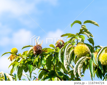 秋の味覚　たわわに実った美味しそうな栗 118744724
