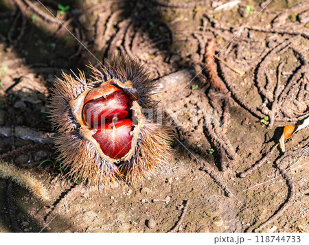 秋の味覚 たわわに実った美味しそうな栗 秋の味覚 たわわに実った美味しそうな栗 118744733