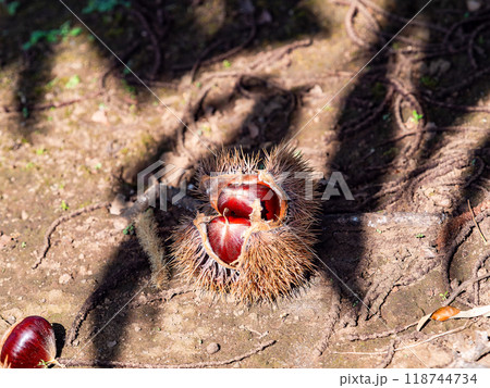 秋の味覚　たわわに実った美味しそうな栗 118744734