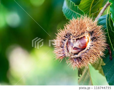 秋の味覚　たわわに実った美味しそうな栗 118744735