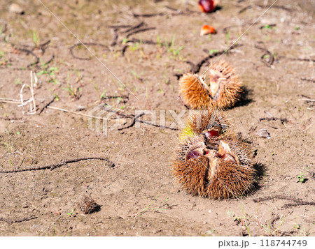 秋の味覚　たわわに実った美味しそうな栗 118744749