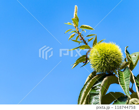 秋の味覚 たわわに実った美味しそうな栗 秋の味覚 たわわに実った美味しそうな栗 118744758