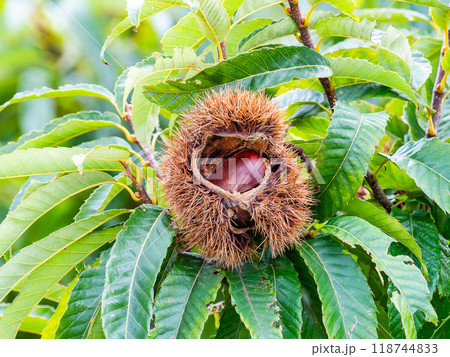 秋の味覚　たわわに実った美味しそうな栗 118744833