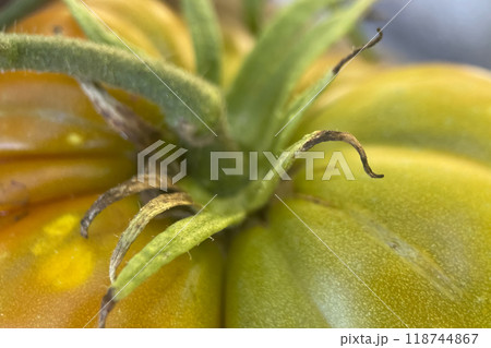 Ripening Journey.From Green to Red.Close-up captures the natural ripening process of tomatoes on the vine.  118744867