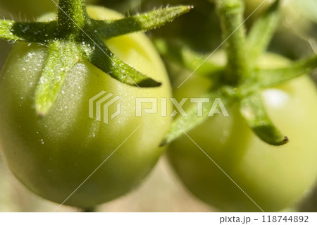 Close-Up of Green Tomatoes.A close-up view of unripe green tomatoes attached to their stems. The smooth surface of the tomatoes and the fine hairs on the stems are highlighted in detail. Close-Up of Green Tomatoes.A close-up view of unripe green tomatoes attached to their stems. The smooth surface of the tomatoes and the fine hairs on the stems are highlighted in detail. 118744892