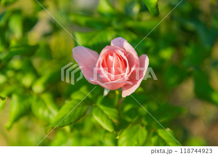 薔薇ナエマ 118744923