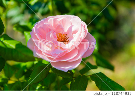 薔薇ナエマ 118744933