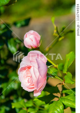 薔薇ナエマ 薔薇ナエマ 118744934
