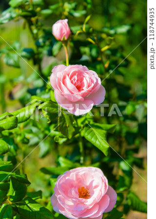 薔薇ナエマ 118744935
