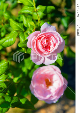 薔薇ナエマ 118744937