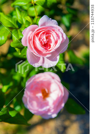 薔薇ナエマ 薔薇ナエマ 118744938