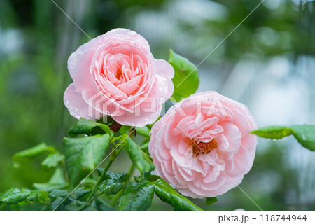 薔薇ナエマ 118744944
