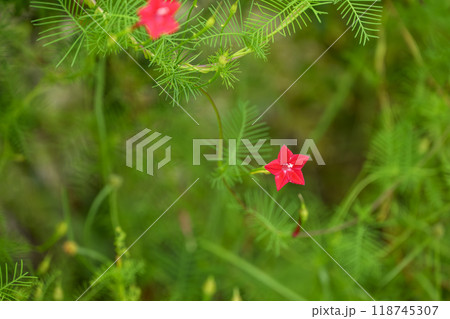 ルコウソウ 赤色 秋の花 秋素材 ルコウソウ 赤色 秋の花 秋素材 118745307