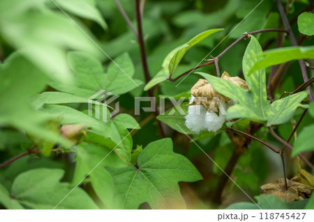ゴシピウム 和綿 綿の花 植物 素材 118745427
