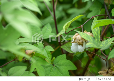 ゴシピウム 和綿 綿の花 植物 素材 ゴシピウム 和綿 綿の花 植物 素材 118745428