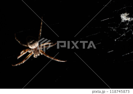 A CloseUp View of a Spider in Its Web Set Against a Dark Black Background for Contrast A CloseUp View of a Spider in Its Web Set Against a Dark Black Background for Contrast 118745873