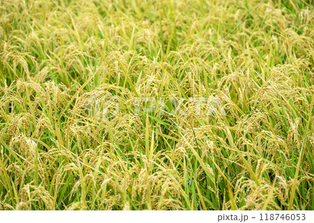 お米 秋 日本の田園風景 118746053