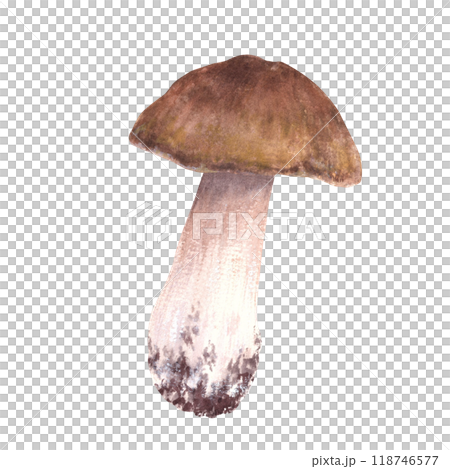 Boletus with brown cap for food. Porcini mushroom hand drawn watercolor illustration. Edible wild forest fungi. Fall harvest, vegetarian menu, product label, recipe. Clipart isolated from background Boletus with brown cap for food. Porcini mushroom hand drawn watercolor illustration. Edible wild forest fungi. Fall harvest, vegetarian menu, product label, recipe. Clipart isolated from background 118746577