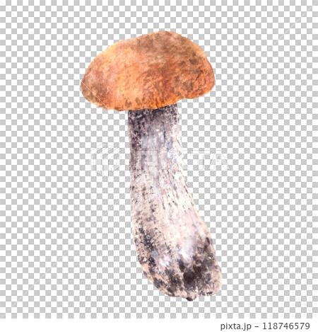 Boletus with red, orange cap for food. Edible mushrooms, wild forest fungi. Watercolor hand drawn. Fall harvest, vegetarian product label, card. Realistic Clipart Illustration isolated from background 118746579