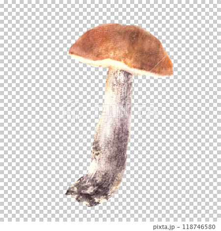 One Boletus with red, orange cap. Edible mushrooms, wild forest fungi. Watercolor hand drawn. Fall harvest, healthy vegetarian food. Clipart in realistic style. Illustration isolated from background 118746580