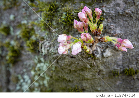 小枝に咲く桜 118747514