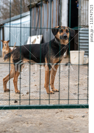 Dog waiting for adoption in animal shelter. Homeless dog in the shelter. Dog waiting for adoption in animal shelter. Homeless dog in the shelter. 118747525