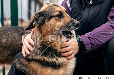 Dog at the shelter. Animal shelter volunteer feeding the dogs. Dog at the shelter. Animal shelter volunteer feeding the dogs. 118747597