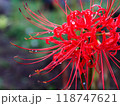 赤い彼岸花 118747621