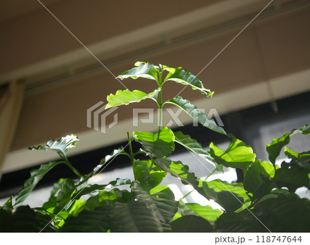 コーヒー珈琲の木の葉　日に当たり気持ちの良い緑。緑に癒やされる。まさに観葉植物。寛容だ。 118747644