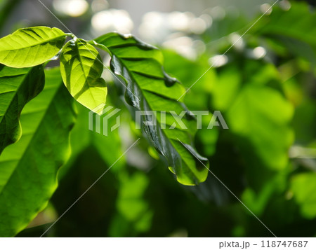 コーヒー珈琲の木の葉　日に当たり気持ちの良い緑。緑に癒やされる。まさに観葉植物。寛容だ。 118747687