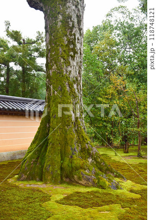 日本庭園の苔むした木　京都 118748121
