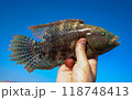 Cheek-lined Wrasse (Oxycheilinus digramma), caught fish in hand, Red Sea, Egypt 118748413