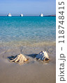 Shells of two large gastropods on the shore in the Red Sea 118748415