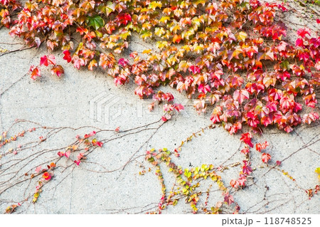 紅葉したツタとコンクリートの背景素材 紅葉したツタとコンクリートの背景素材 118748525