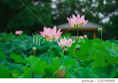 愛知県大府市の星名池の開花した蓮と東屋 愛知県大府市の星名池の開花した蓮と東屋 118748900