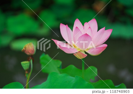 愛知県大府市の星名池の開花した蓮 愛知県大府市の星名池の開花した蓮 118748903