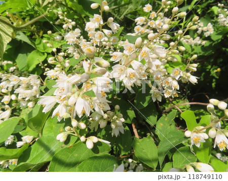 初夏の野道に咲く純白の花ウツギ 118749110