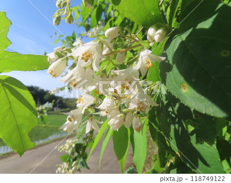 初夏の野道に咲く純白の花ウツギ 初夏の野道に咲く純白の花ウツギ 118749122