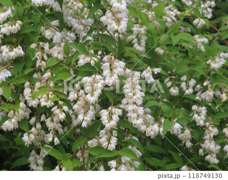 初夏の野道に咲く純白の花ウツギ 初夏の野道に咲く純白の花ウツギ 118749130