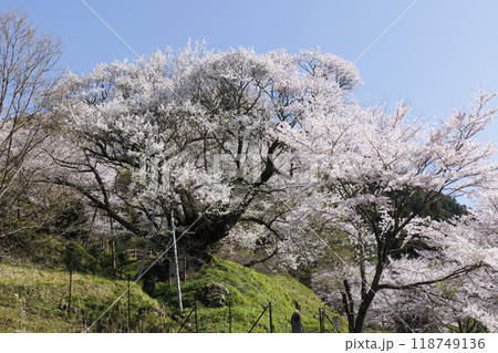 佛隆寺の千年桜 佛隆寺の千年桜 118749136
