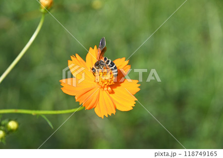 キバナコスモスから吸蜜する蜂 118749165