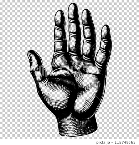 人類手掌的銅版雕刻的向量圖。 人類手掌的銅版雕刻的向量圖。 118749565