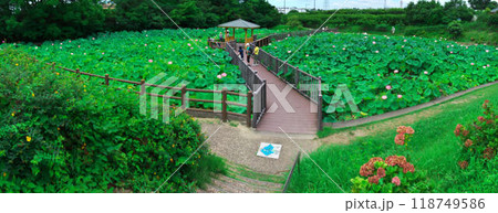 蓮咲く愛知県大府市の星名池の全景 蓮咲く愛知県大府市の星名池の全景 118749586