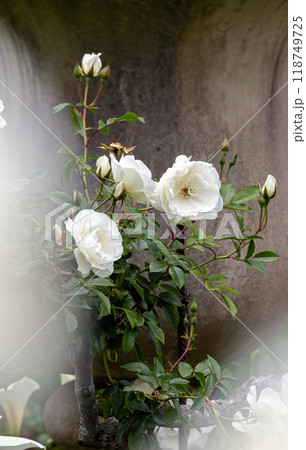 White flowers Iceberg roses wallpaper, beautiful bush floribunda. botanical garden, park White flowers Iceberg roses wallpaper, beautiful bush floribunda. botanical garden, park 118749725