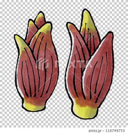 日本生薑 118749753